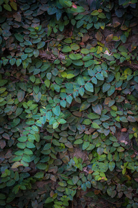 攀岩植物的绿叶