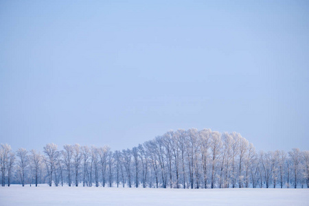 森林带的杨树下霜在雪场中赢