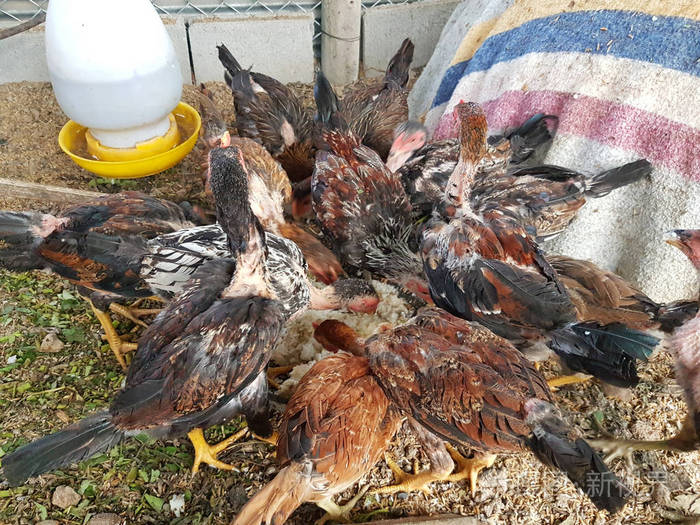 在泰国的农业农场, 鸡在铁丝围栏里吃东西.相机在笔里面