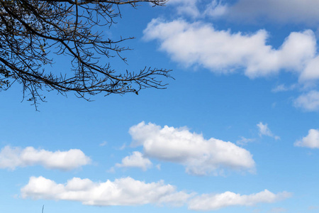 在树分支的看法对蓝天多云天空