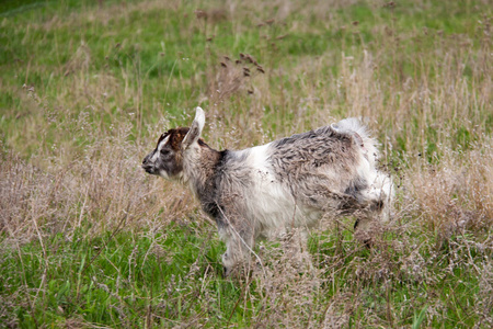 一个小小孩山羊放牧的草地上
