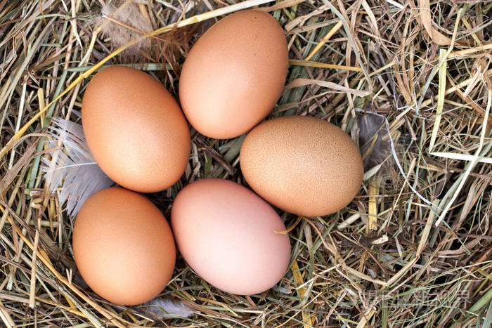 五个鸡蛋躺在稻草窝.顶视图