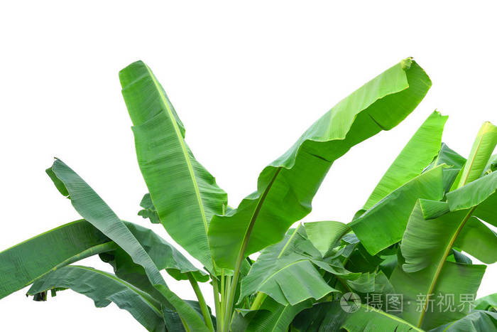 孤立在白色背景上的绿色香蕉叶树