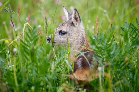 夏天的动植物照片