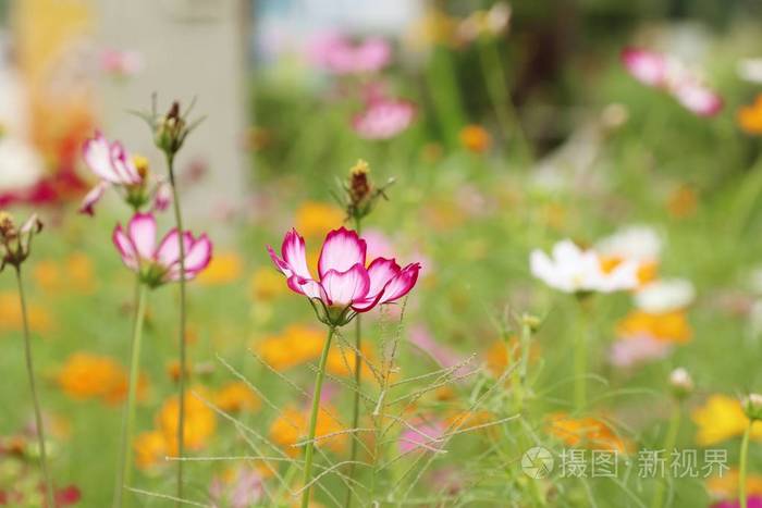宇宙花美好的领域照片 正版商用图片0yjzli 摄图新视界 宇宙花美好的领域照片 正版商用图片0yjzli 摄图新视界