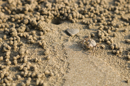 幽灵蟹制作在海滩上的沙球。小蟹
