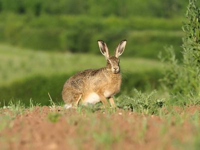 欧洲的棕色野兔，天兔座 europaeus