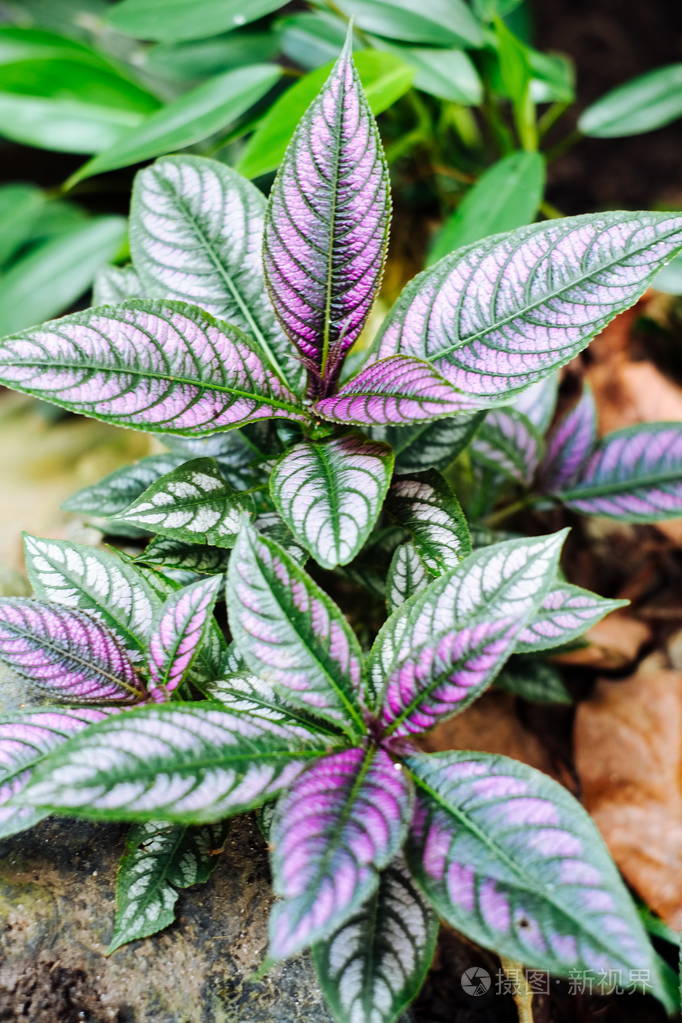 紫色的阔叶波斯盾植物在热带花园