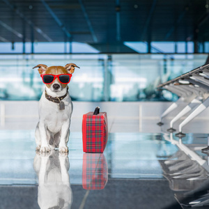 狗在机场航站楼在度假图片