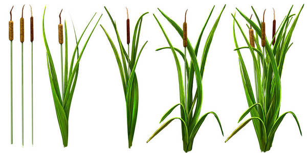 水生植物素材图片 水生植物图片素材下载 摄图新视界