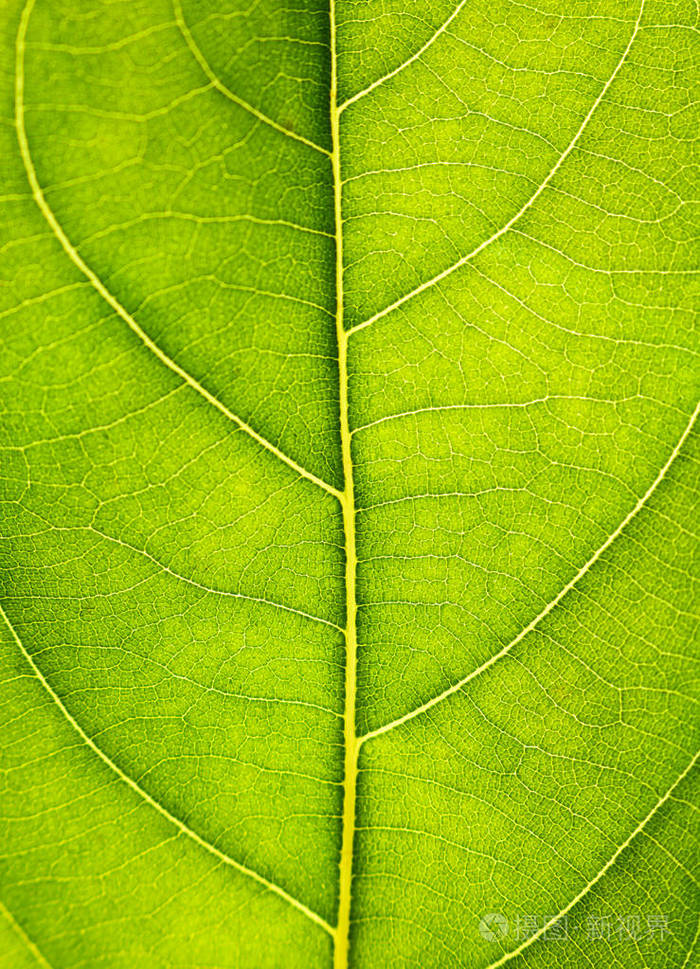 关闭在绿色叶片质地.叶片脉宏视图背景