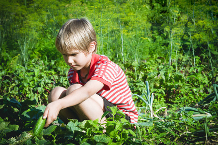孩子在夏季的一天在花园里采摘新鲜蔬菜。家庭 健康 园艺，生活方式的概念
