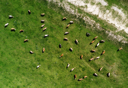 在牧场上放牧的牛羊群的鸟瞰图