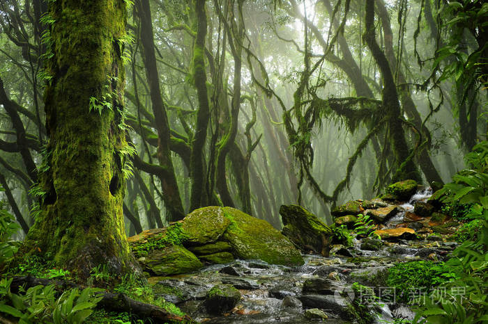 东南亚地区在八月的深热带丛林