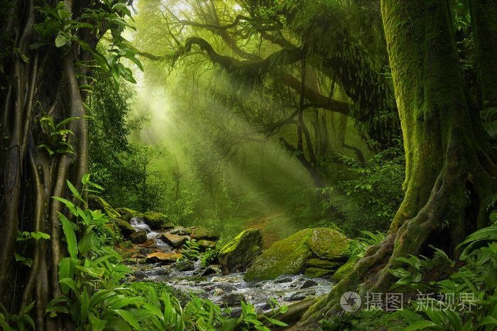 东南亚地区在八月的深热带丛林