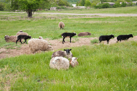 一群羊在草地上吃草照片