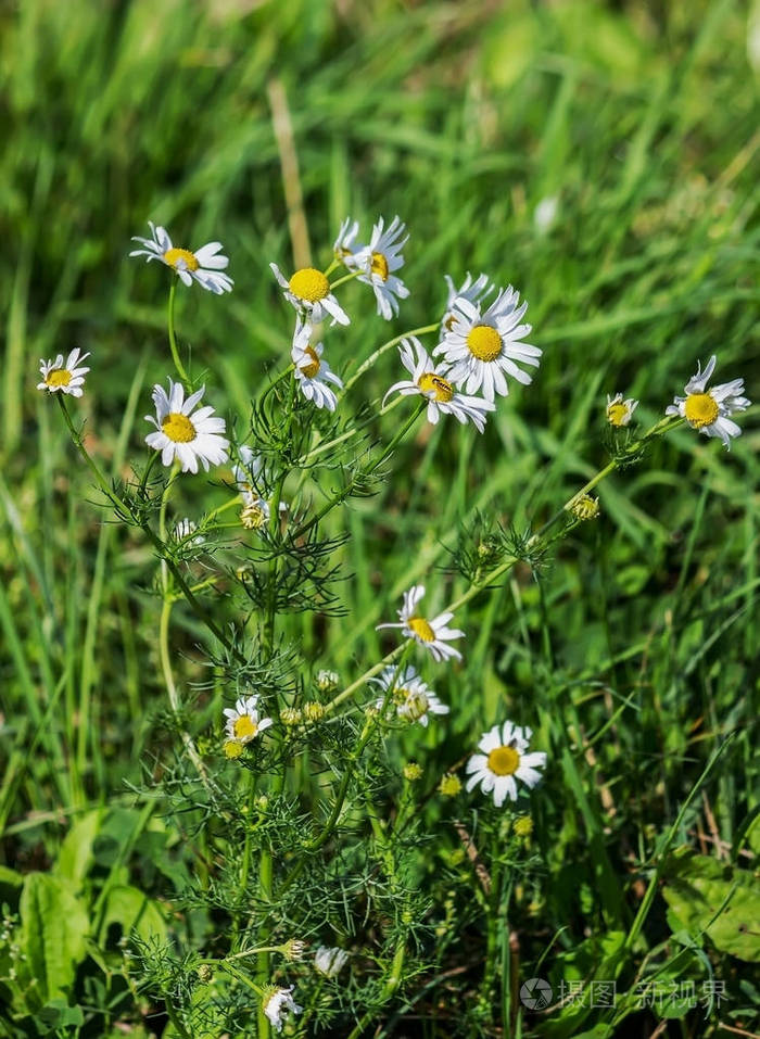 马鞭草在草地上开花照片-正版商用图片0yk7cc-摄图新视界