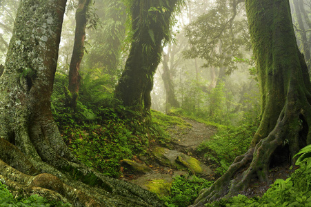 东南亚叶子图片