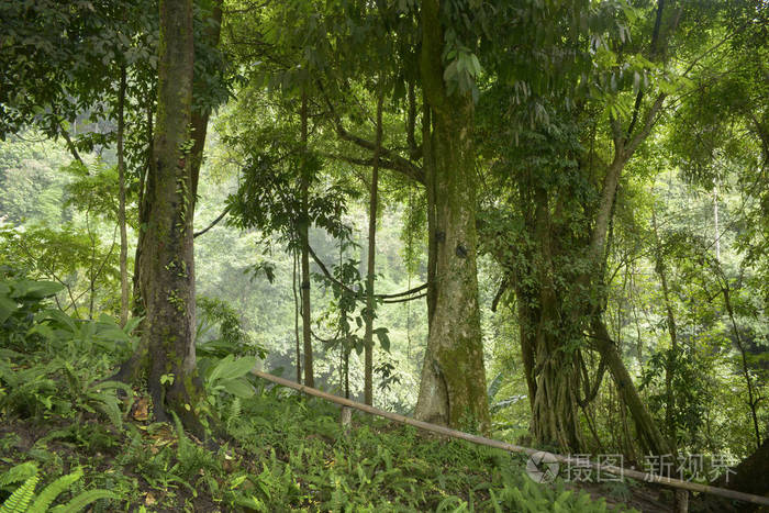 在东南亚的丛林深处