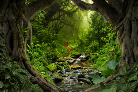 东南亚热带丛林照片