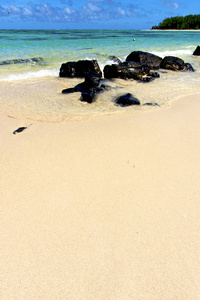 海藻印度鹿岛