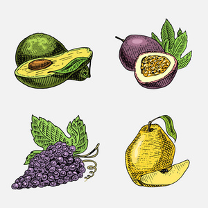 手定，刻的新鲜水果 素食食品 植物 老式看葡萄 百香果 木瓜和鳄梨