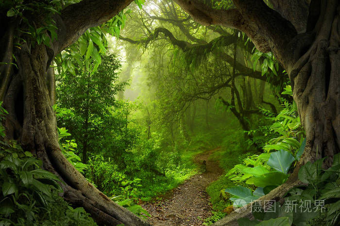 东南亚热带丛林