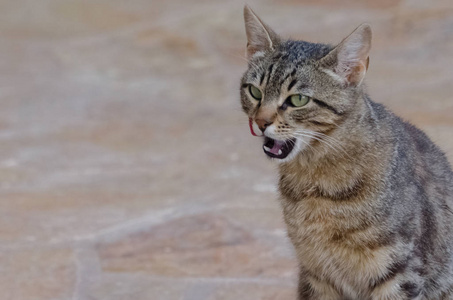 愤怒的猫显示它的牙齿