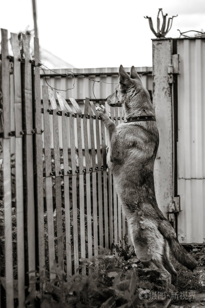可爱的看门狗在篱笆吠叫看着你后面