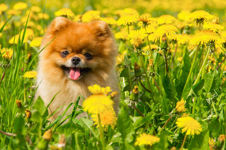 坐在一个春天公园里环绕的蓬松狗博美犬  施皮茨