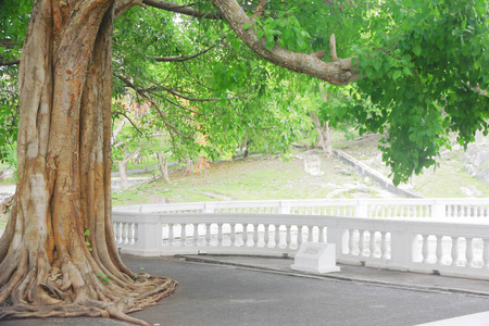 股票图片老绿色鸡蛋花树隧道