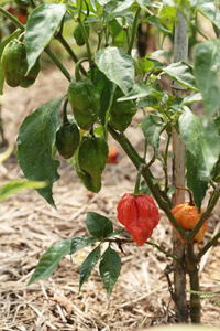 树上的红辣椒
