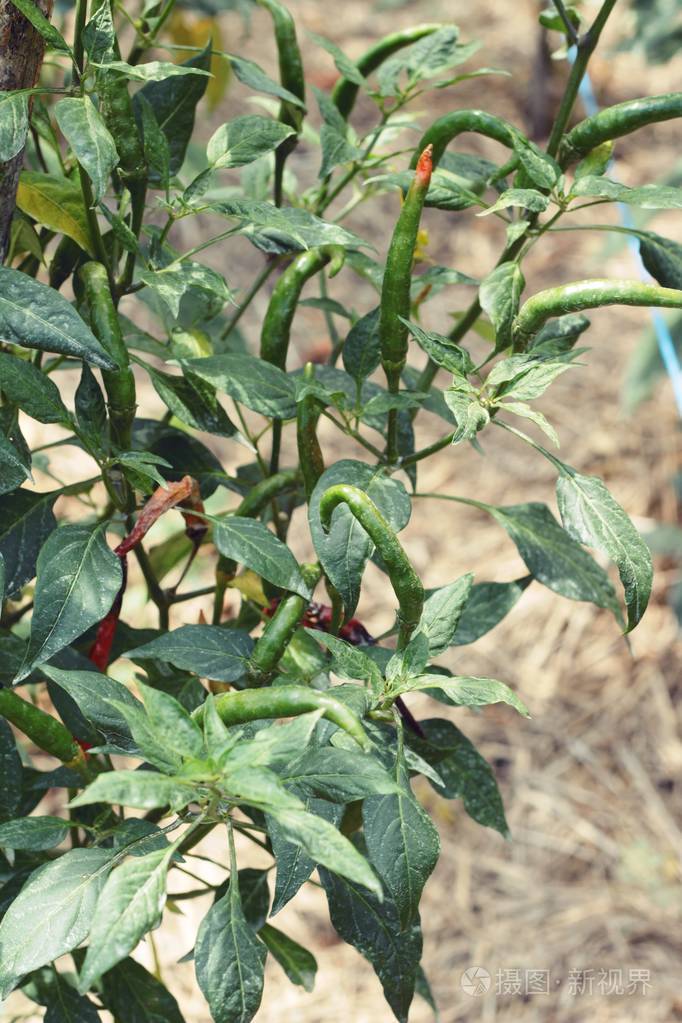 树上的红辣椒