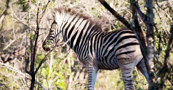 在南非野生动物自然保护区和斑马