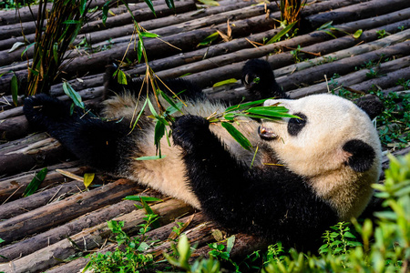 享受他们竹早餐在成都研究基地的大熊猫