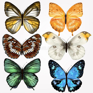 彩色矢量写实蝴蝶集设计