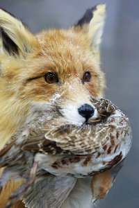 狐狸的肖像。狐狸嘴里叼着鹌鹑秃鹫