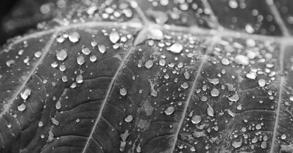 在一片雨后的叶子几滴