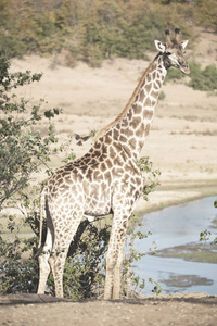 在南非野生动物保护区和长颈鹿