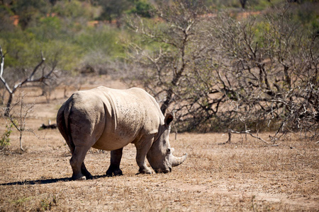 在南非野生动物保护区和犀牛