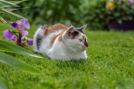 夏后院草猫低角特写图片