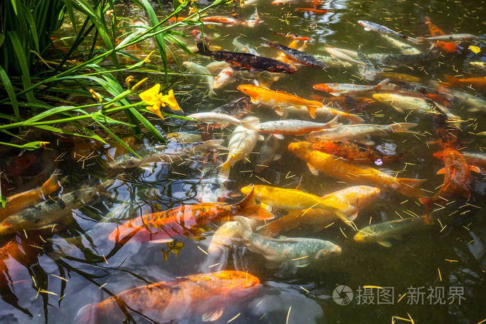 日本鱼联络或致电鲤鱼锦鲤鱼多彩,许多鱼类很多科洛