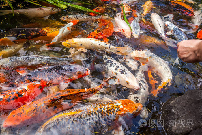 日本鱼联络或致电鲤鱼锦鲤鱼多彩,许多鱼类很多科洛