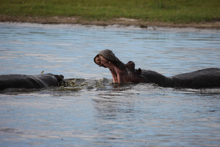 野生河马在非洲河流水河马 河马 amphibius