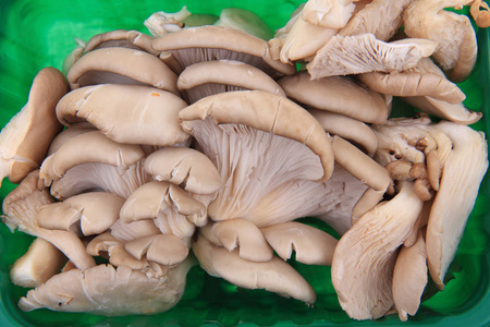 牡蛎蘑菇背景