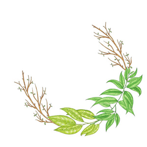 手绘与标记用树枝 分支和绿色抽象树叶的花环
