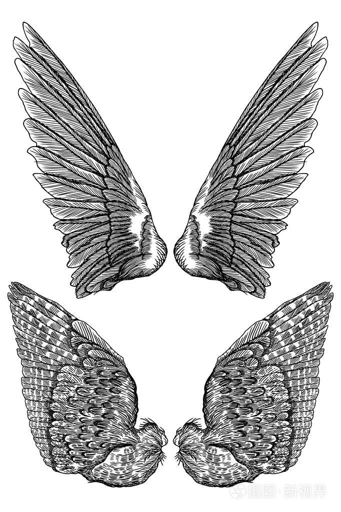 手绘插画的鸟的翅膀