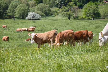 牛和犊牛放牧对春天草地在阳光灿烂的日子