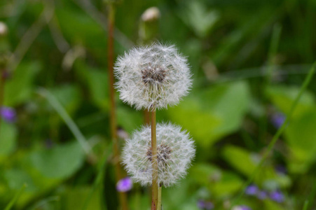 白色的 dandelion