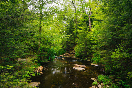 一条小溪在茂密的森林，在里基茨格伦州立公园，Pennsylva